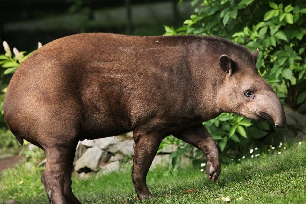 world-tapir-day-april-27