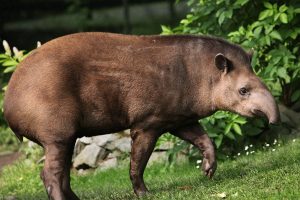 World Tapir Day April 27