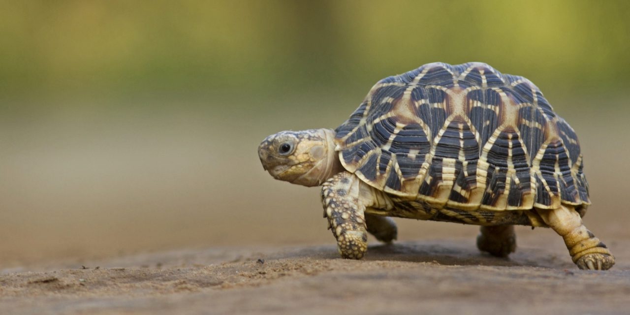 World Turtle Day May 23
